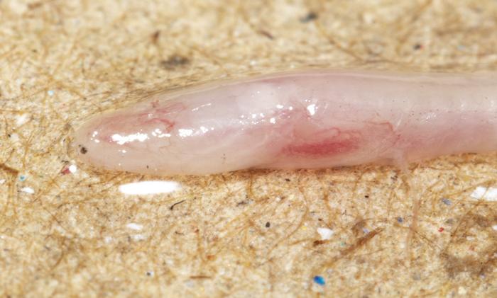 A close up picture of the head of the earthworm eel, showing its pale pink, colourless skin and no eyes.